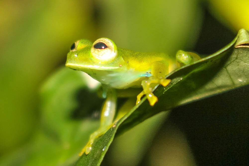        emerald glass frog 
  - Costa Rica