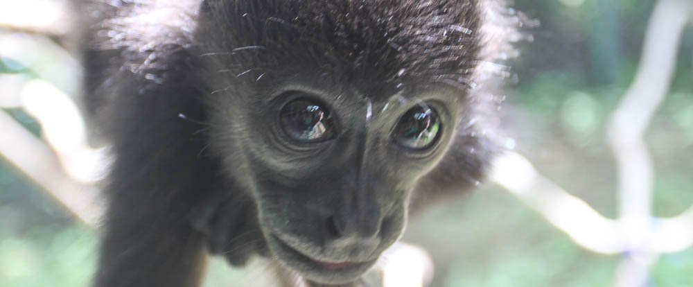        monkey eye reflection 
  - Costa Rica
