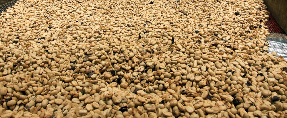 helaconia ranch coffee beans 
 - Costa Rica