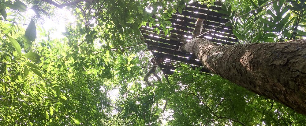 looking up at rappel wingnuts 
 - Costa Rica