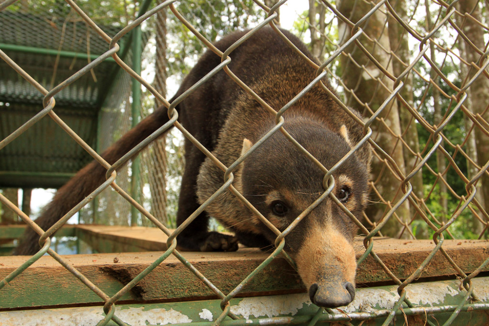Costa Rica's wildlife sanctuaries: filled to the brim