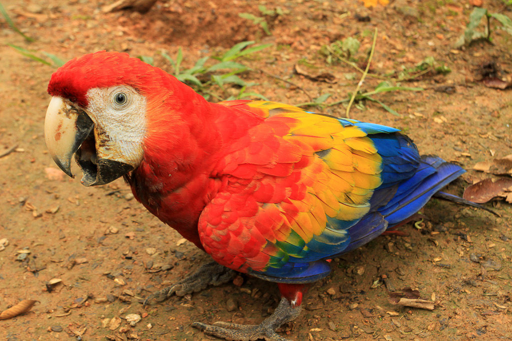 osa animal shelter blog scarlet macaw no tail feathers 
 - Costa Rica