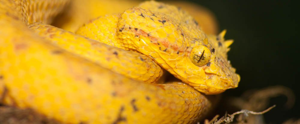 yellow pit viper monteverde
 - Costa Rica