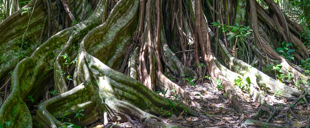        tree on rio claro trail sirena ranger station corcovado national park 
  - Costa Rica
