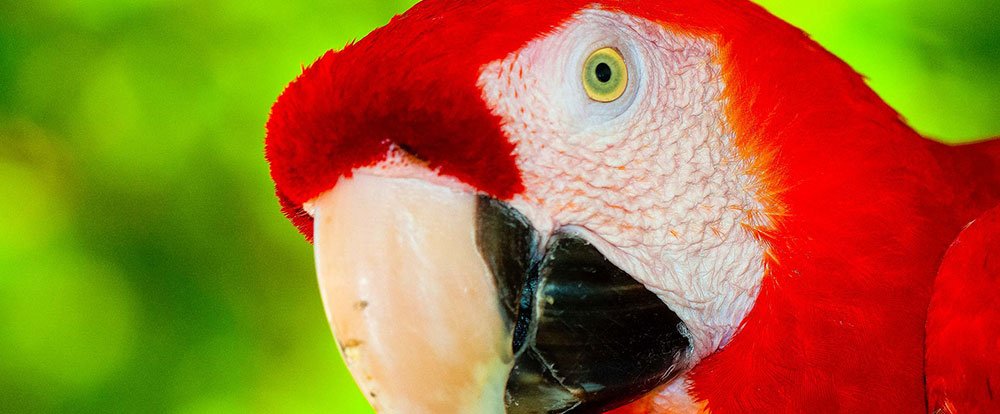 scarlet macaw
 - Costa Rica