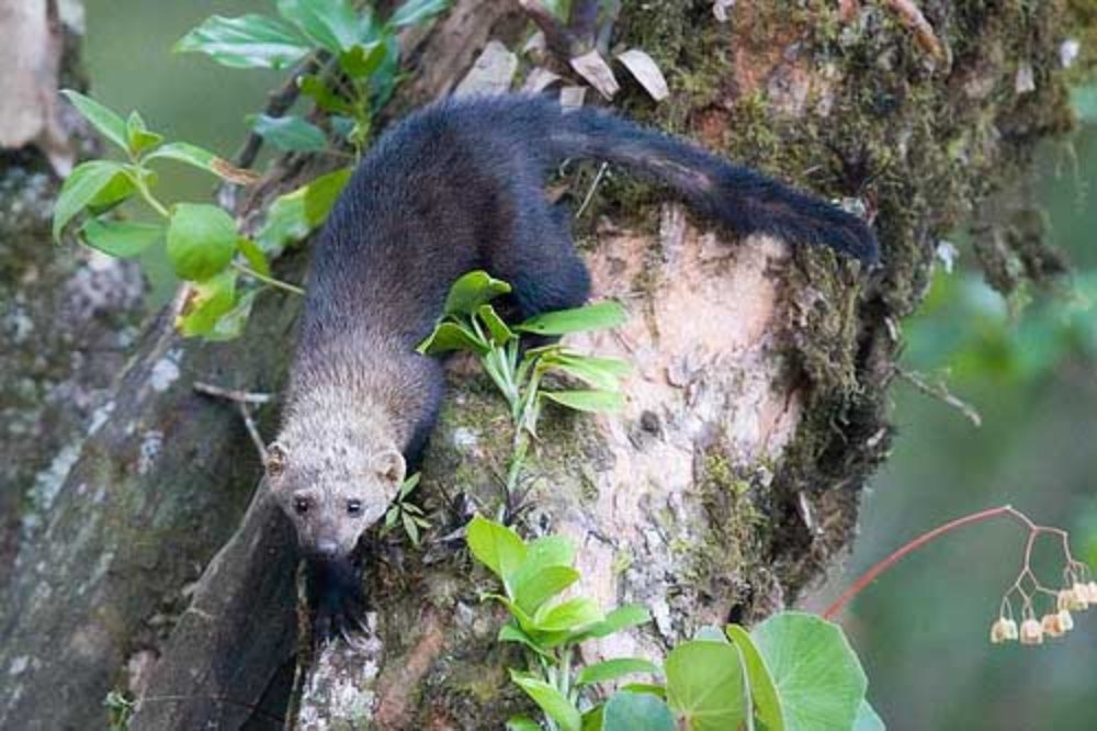 tayra on tree trunk
 - Costa Rica