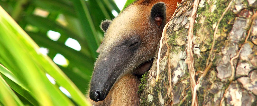        corcovado anteater 
  - Costa Rica