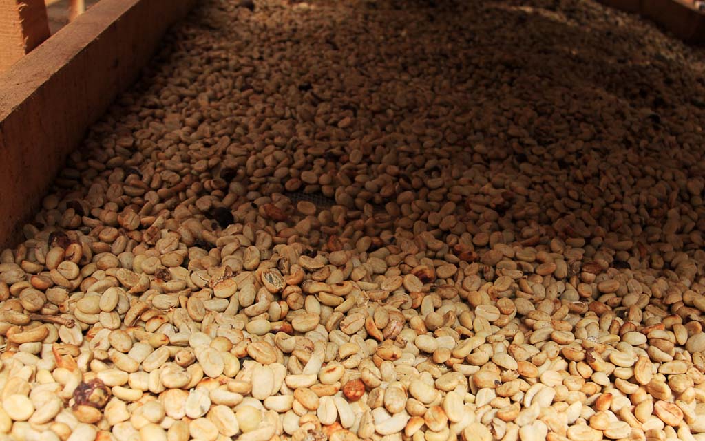        monteverde coffee farm drying beans 
  - Costa Rica