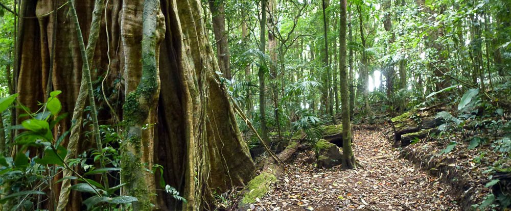 curi cancha cloud forest 
 - Costa Rica