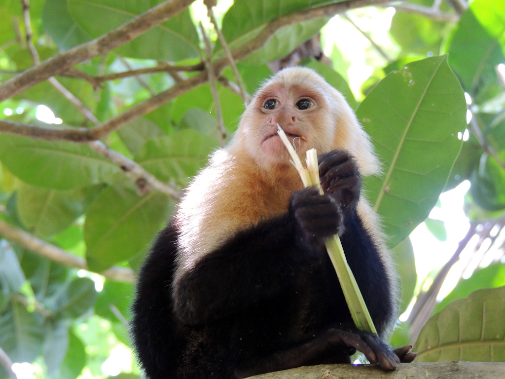         things to do manuel antonio beach capuchin 
  - Costa Rica