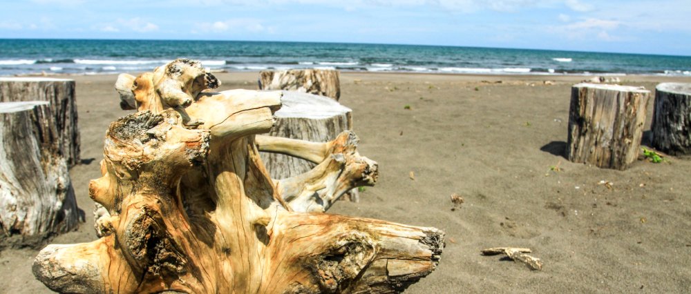 tortuguero beach attraction driftwood stump 
 - Costa Rica