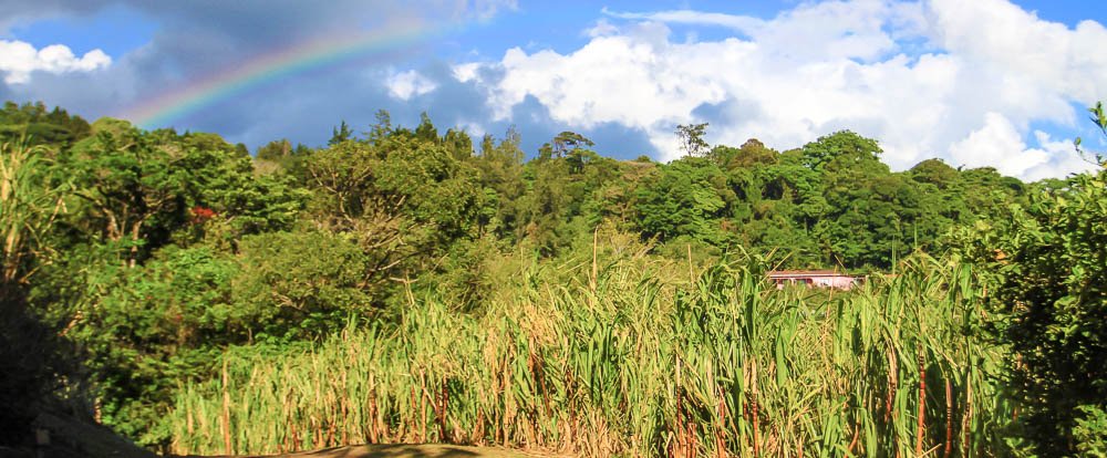 trapiche tour sugar cane field 
 - Costa Rica