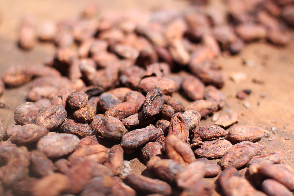tirimbina drying cocoa beans 
 - Costa Rica