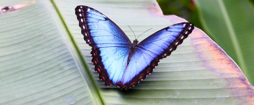 morpho butterfly montezuma butterfly gardens 
 - Costa Rica