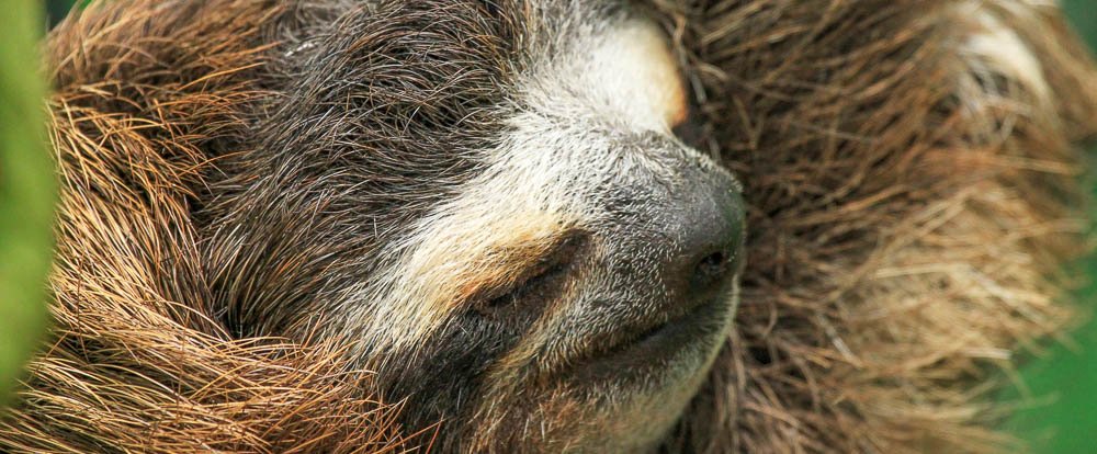        sloth sanctuary three toed face 
  - Costa Rica