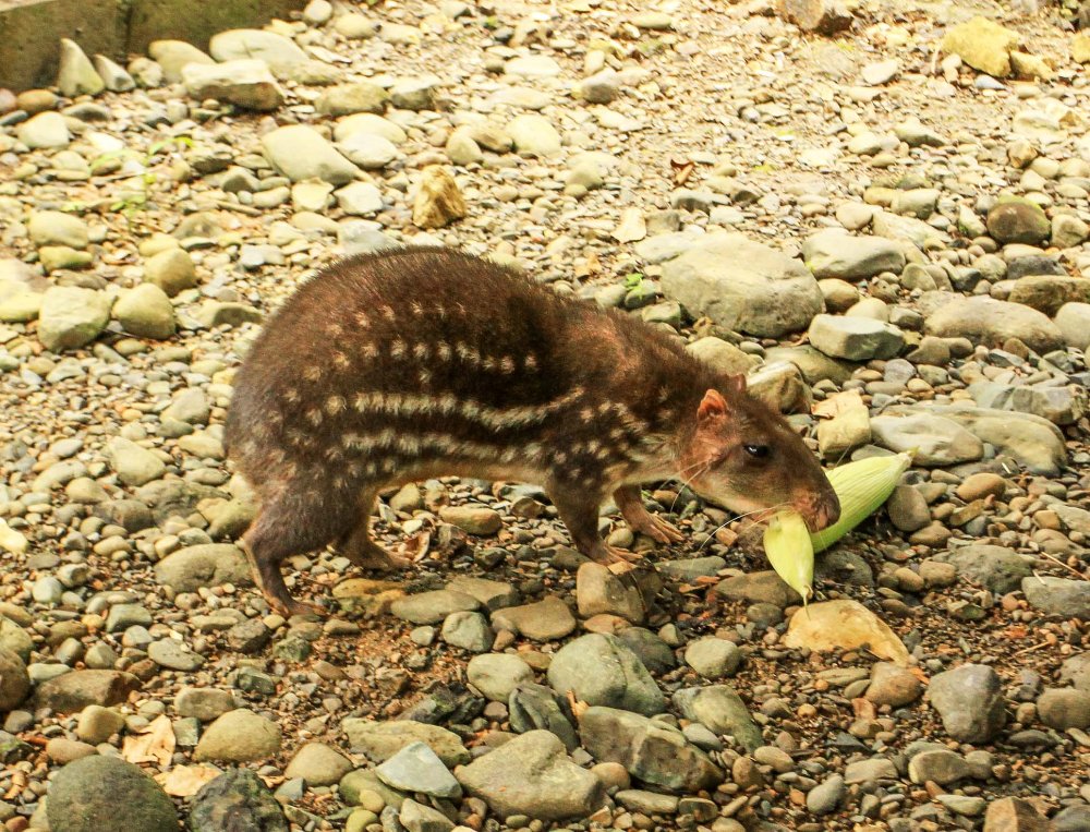 osa animal sanctuary tour page paca 
 - Costa Rica
