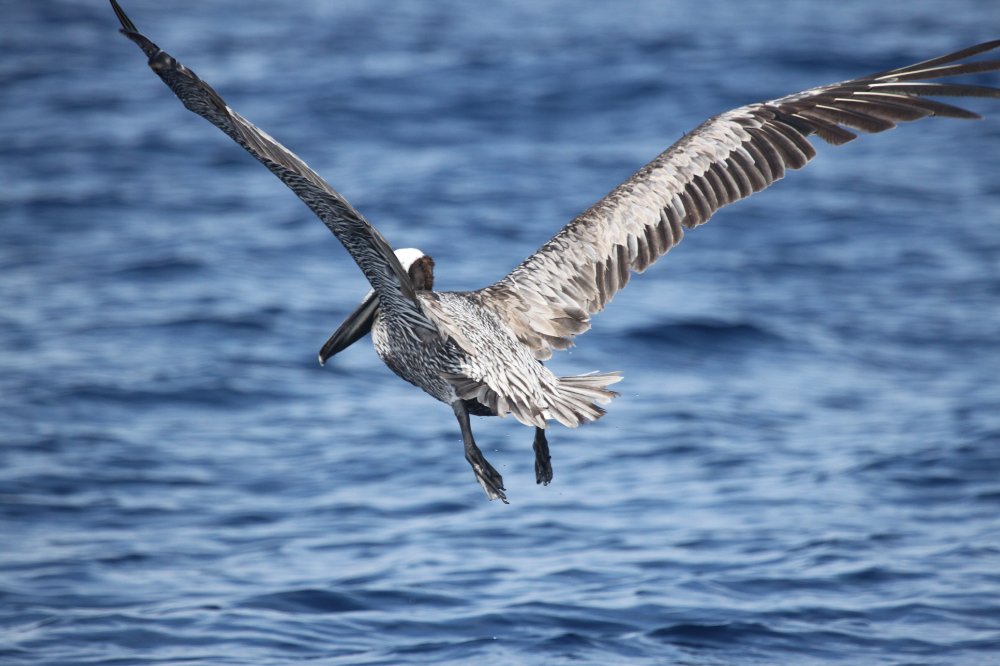        pelican lifting off water 
  - Costa Rica