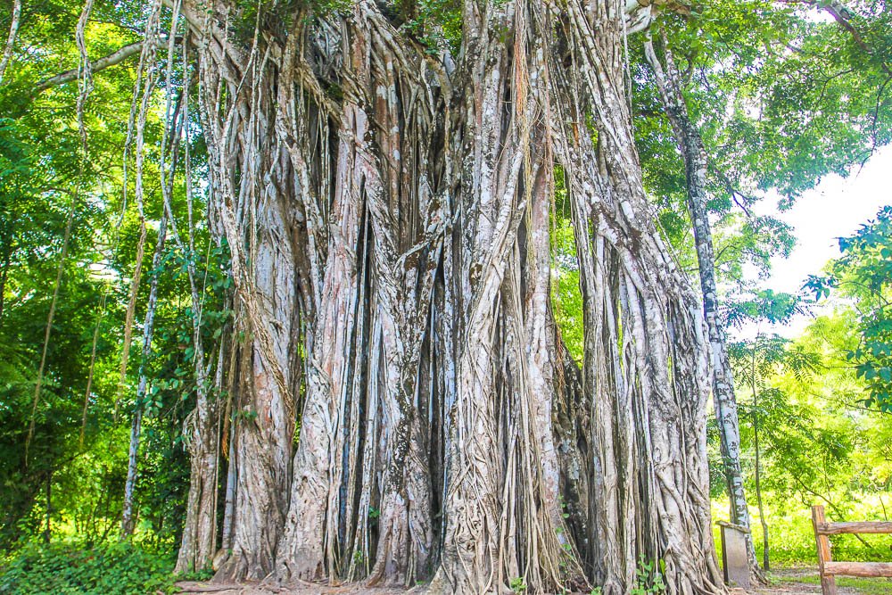        cabuya strangler fig tree trunk view
  - Costa Rica