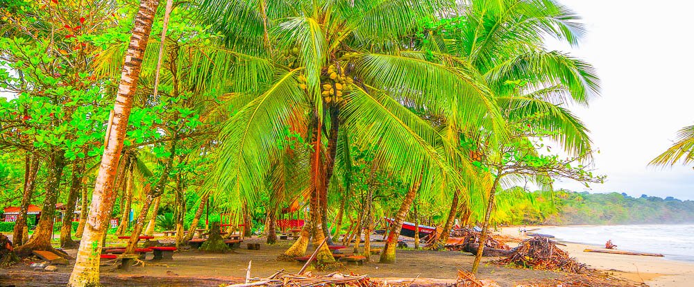        coconut palms playa manzanillo limon
  - Costa Rica