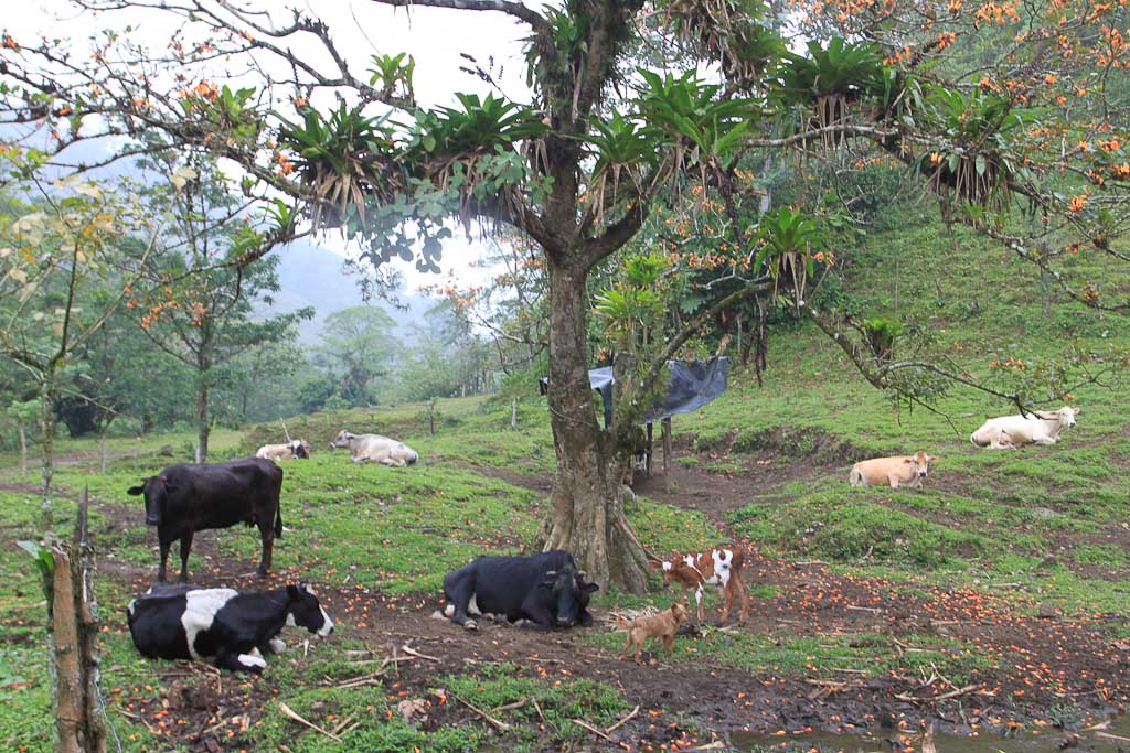        selva leona part  farm 
  - Costa Rica