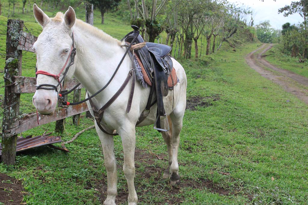        selva leona part  horse 
  - Costa Rica