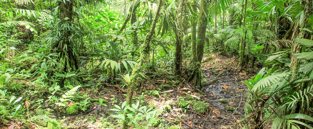 pocosol trail 
 - Costa Rica
