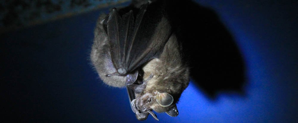 bat jungle bat mom 
 - Costa Rica