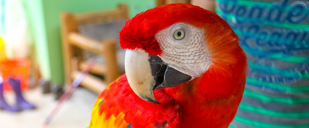 scarlet macaw closeup
 - Costa Rica