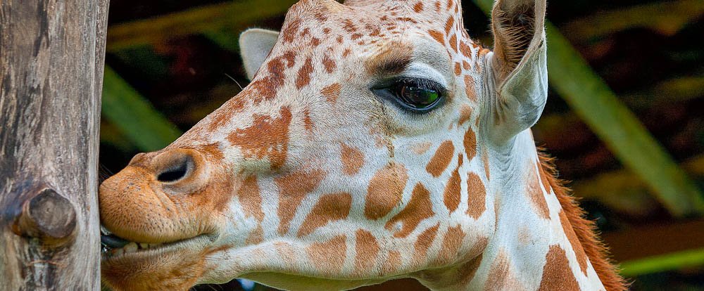 giraffe africa mia liberia
 - Costa Rica