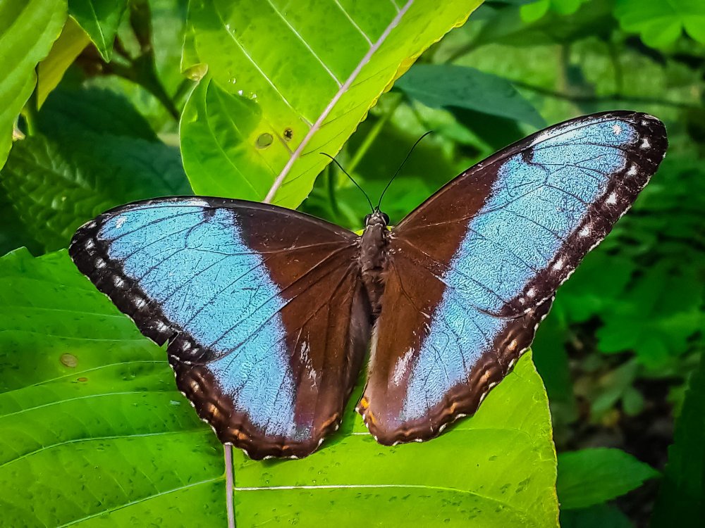        morpho helenor butterfly las palmas butterfly garden 
  - Costa Rica