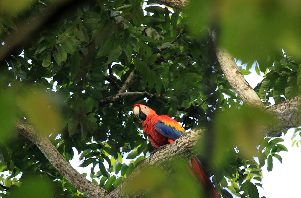 carara national park scarlet macaw 
 - Costa Rica