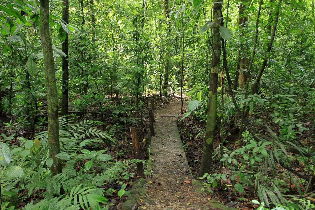 carara national park rainforest 
 - Costa Rica