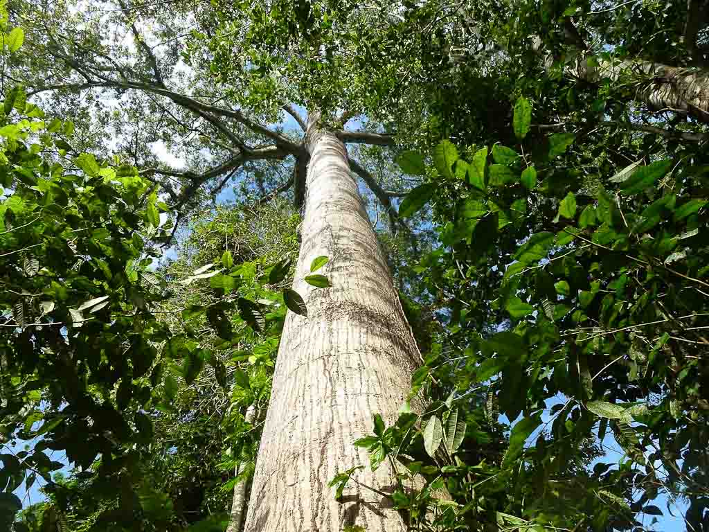 carara national park kapok 
 - Costa Rica