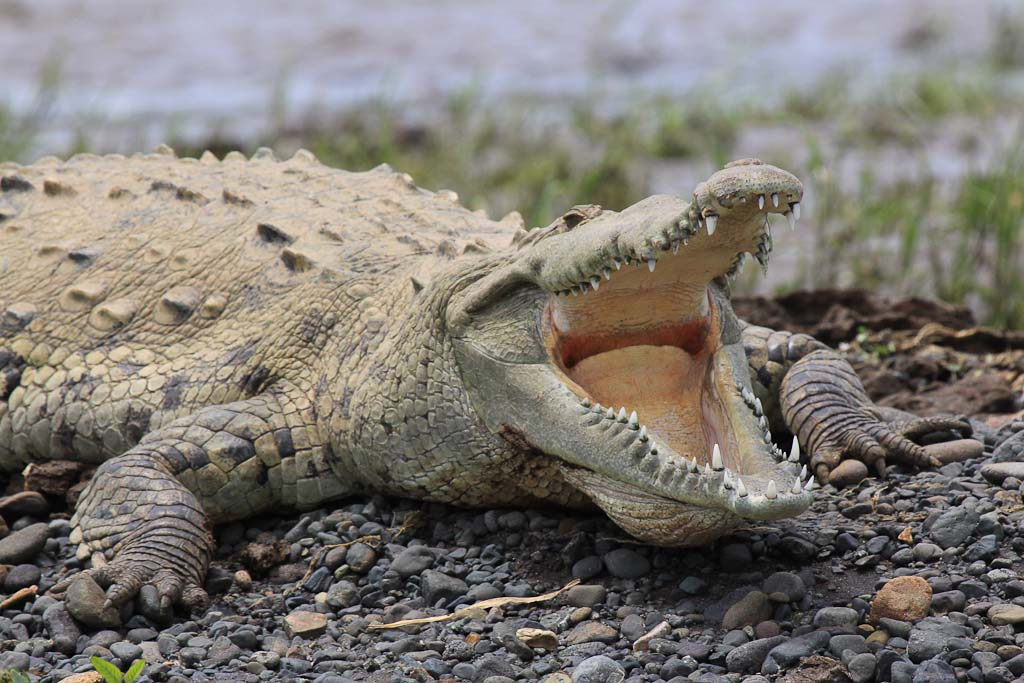 tarcoles crocodile 
 - Costa Rica