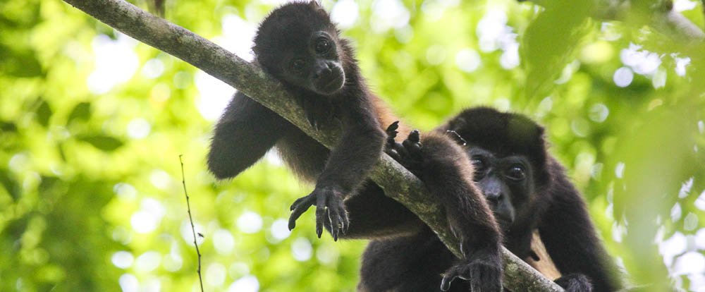        howler monkey mother and baby samara trails hike 
  - Costa Rica