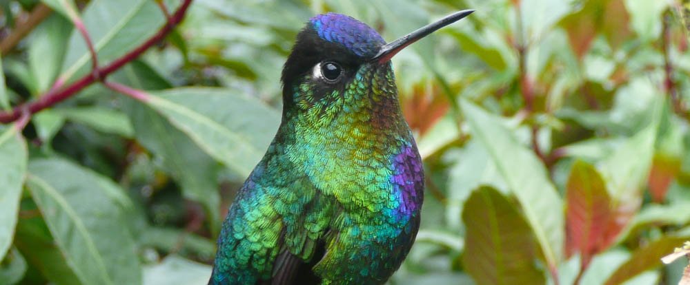        fiery throated hummingbird cerro de la muerte 
  - Costa Rica