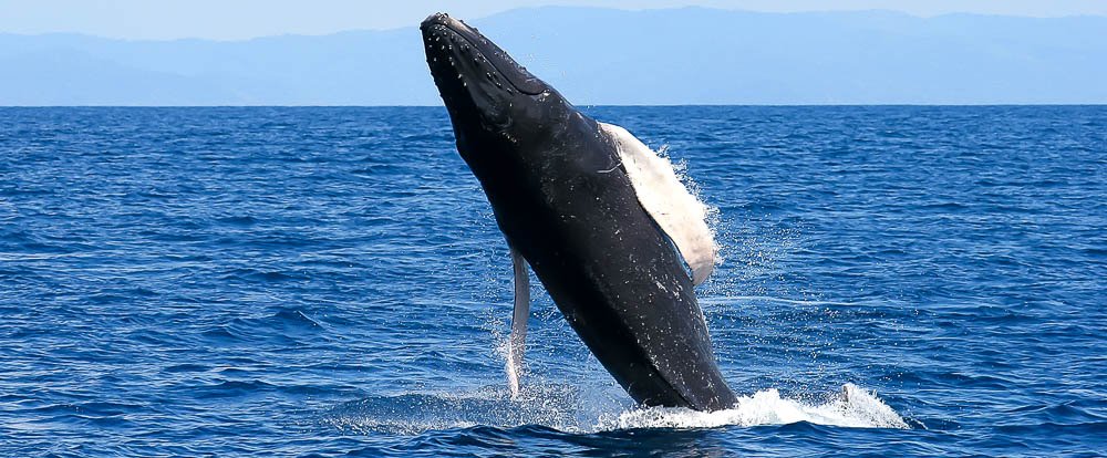 whale jumping body 
 - Costa Rica