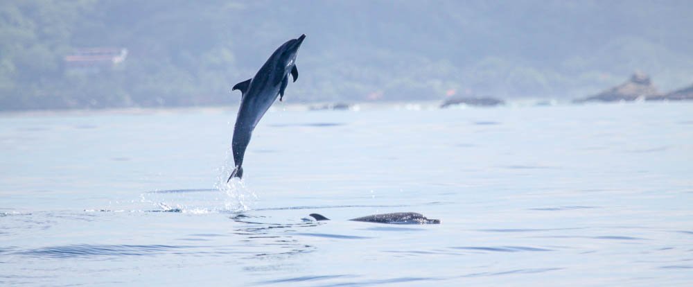        dolphin mid air 
  - Costa Rica