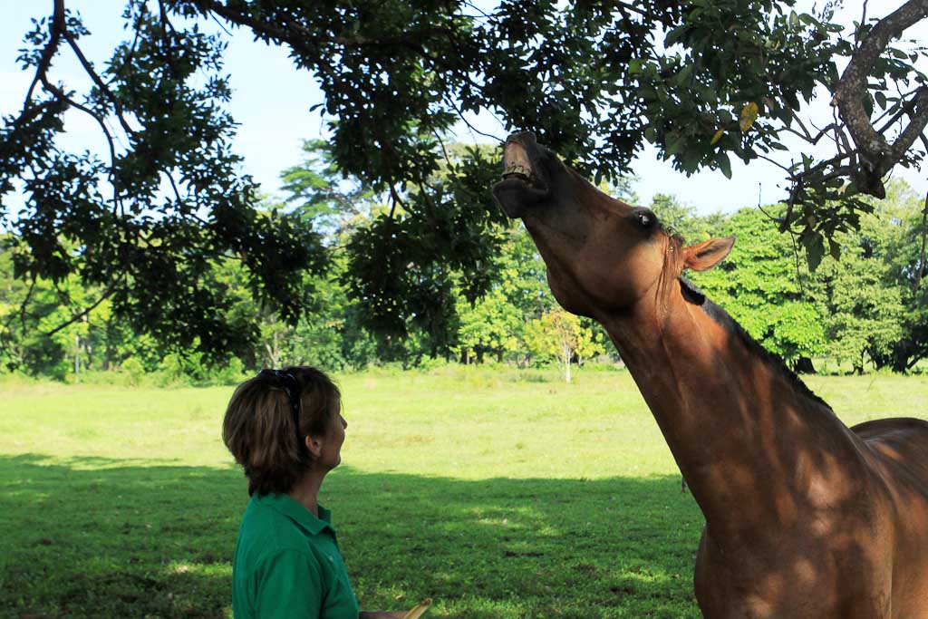 discovery horseback blog smile 
 - Costa Rica