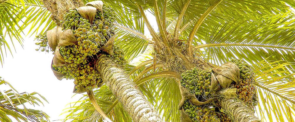 peach palm tree fruits pacuare
 - Costa Rica