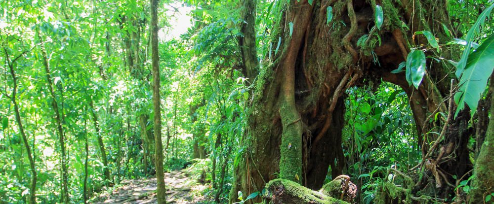 santa elena reserve trail weird tree 
 - Costa Rica