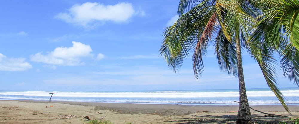 bejuco beach palm 
 - Costa Rica