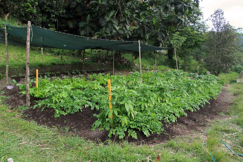        rancho margot veggie garden 
  - Costa Rica