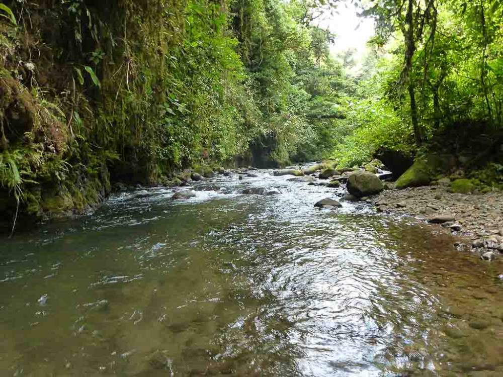 Crossing Through the Children's Eternal Rainforest  Part 2