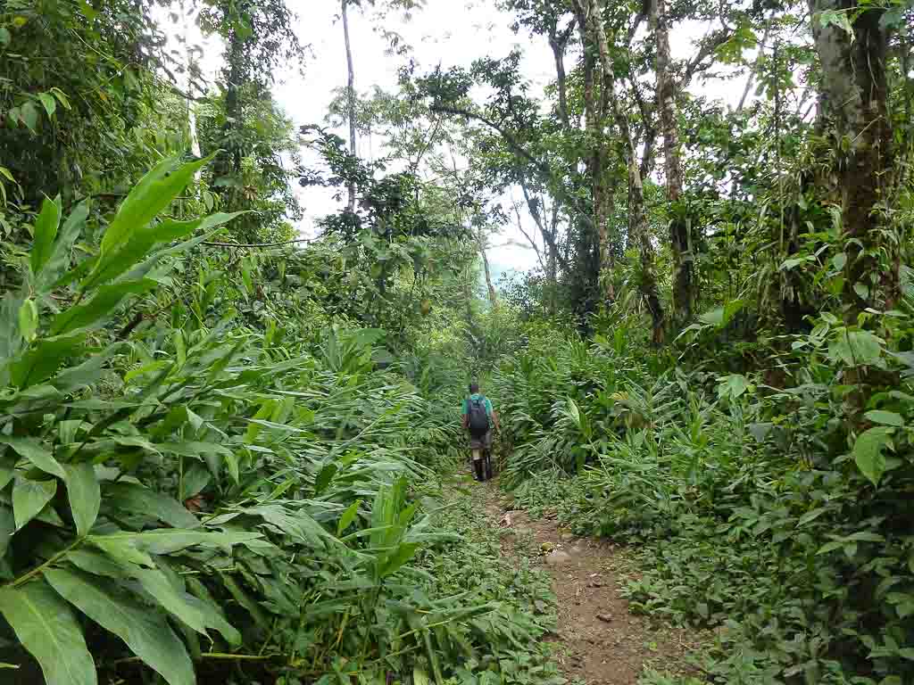        crossing childrens ete rnfrst ferns 
  - Costa Rica