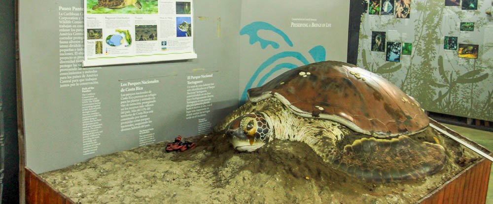 sea turtle conservancy diorama 
 - Costa Rica