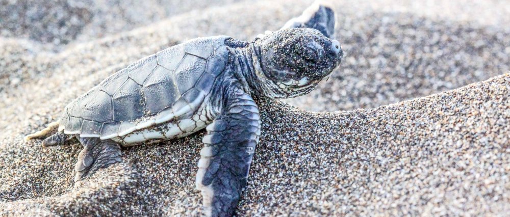        turtle season in tortuguero sand dune 
  - Costa Rica