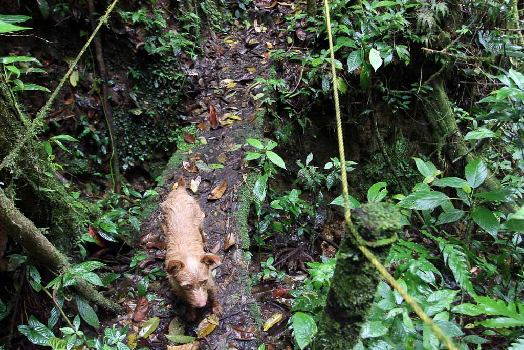        selva leona forest dogs 
  - Costa Rica