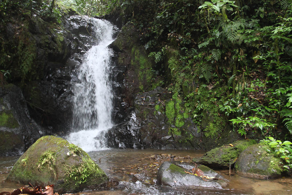        selva leona part  waterall 
  - Costa Rica
