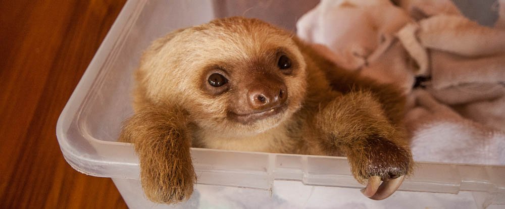 sloth sloth sanctuary limon
 - Costa Rica